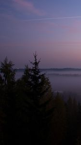 Превью обои ель, туман, деревья, сумерки