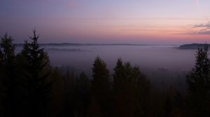 Превью обои ель, туман, деревья, сумерки