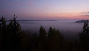 Превью обои ель, туман, деревья, сумерки