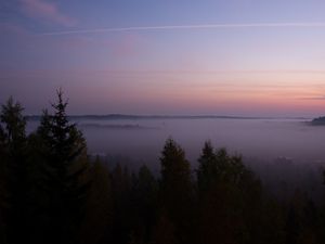 Превью обои ель, туман, деревья, сумерки