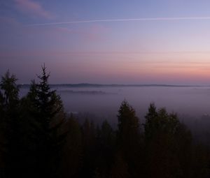 Превью обои ель, туман, деревья, сумерки