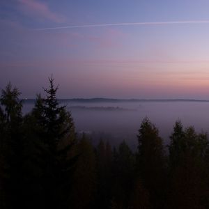 Превью обои ель, туман, деревья, сумерки