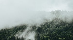 Превью обои ель, туман, лес, деревья, небо