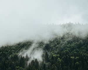 Превью обои ель, туман, лес, деревья, небо