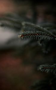 Превью обои ель, ветка, хвоя, растение, макро