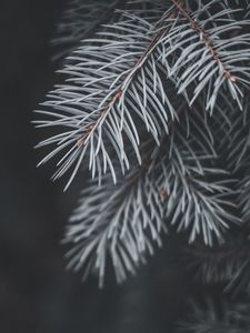 Превью обои ель, ветка, хвоя, макро, растение