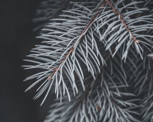 Превью обои ель, ветка, хвоя, макро, растение