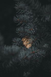 Превью обои ель, ветка, иголки, лист, осень
