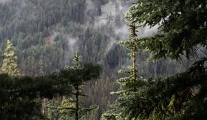 Превью обои ель, ветка, капли, дождь
