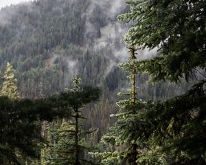 Превью обои ель, ветка, капли, дождь