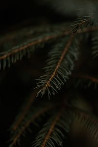 Превью обои ель, ветка, капли, макро
