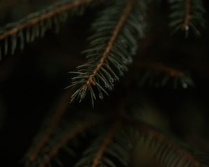 Превью обои ель, ветка, капли, макро