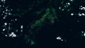 Превью обои ель, ветка, колючки