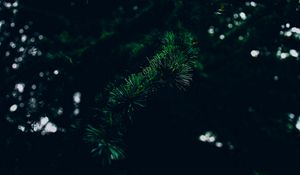 Превью обои ель, ветка, колючки