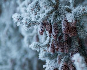 Превью обои ель, ветка, шишки, снег, зима