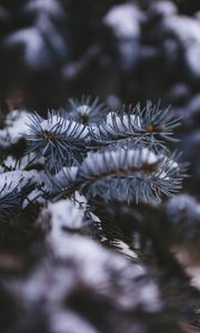 Превью обои ель, ветка, снег, размытость
