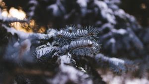 Превью обои ель, ветка, снег, размытость