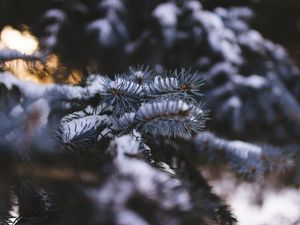 Превью обои ель, ветка, снег, размытость