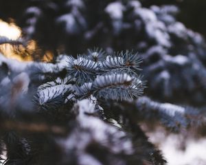Превью обои ель, ветка, снег, размытость