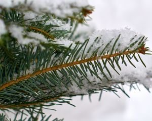 Превью обои ель, ветка, снег, макро, зима