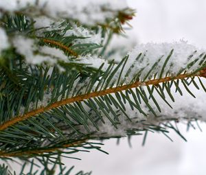 Превью обои ель, ветка, снег, макро, зима