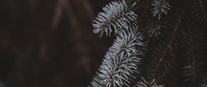 Превью обои ель, ветки, белый, размытость