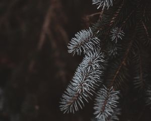 Превью обои ель, ветки, белый, размытость
