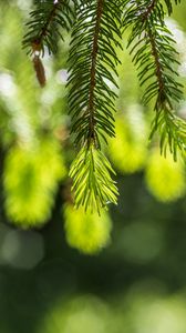 Превью обои ель, ветки, блики, зеленый