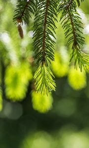 Превью обои ель, ветки, блики, зеленый