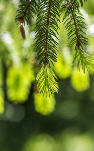 Превью обои ель, ветки, блики, зеленый