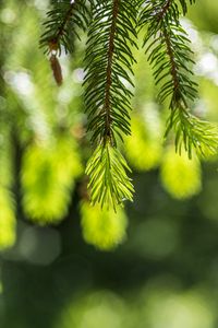 Превью обои ель, ветки, блики, зеленый