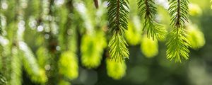 Превью обои ель, ветки, блики, зеленый