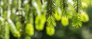 Превью обои ель, ветки, блики, зеленый