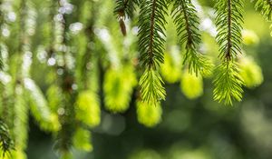 Превью обои ель, ветки, блики, зеленый