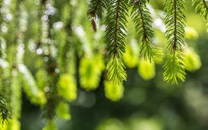 Превью обои ель, ветки, блики, зеленый