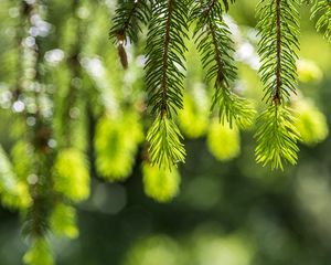 Превью обои ель, ветки, блики, зеленый