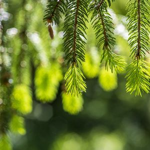Превью обои ель, ветки, блики, зеленый
