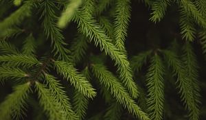 Превью обои ель, ветки, хвоя, зеленый, макро