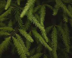 Превью обои ель, ветки, хвоя, зеленый, макро