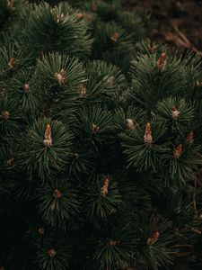 Превью обои ель, ветки, иголки, зеленый