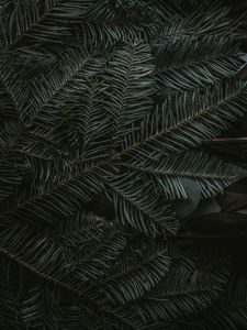 Превью обои ель, ветки, иголки, темный, зеленый