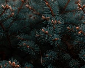 Превью обои ель, ветки, иголки, растение