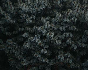 Превью обои ель, ветки, иголки, растение, темный