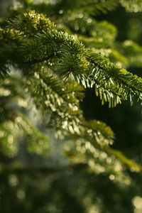 Превью обои ель, ветки, иголки, макро, зеленый