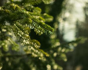 Превью обои ель, ветки, иголки, макро, зеленый