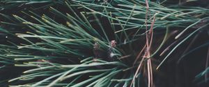 Превью обои ель, ветки, колючки