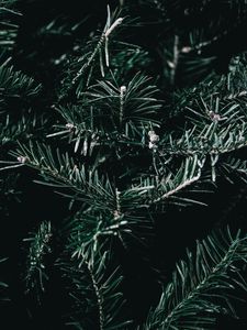 Превью обои ель, ветки, колючки