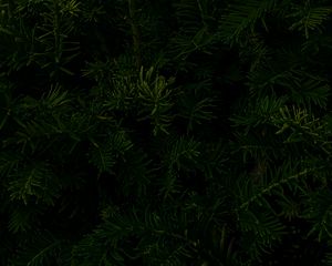 Превью обои ель, ветки, макро, темный, зеленый
