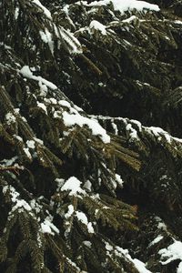 Превью обои ель, ветки, снег, деревья, зима