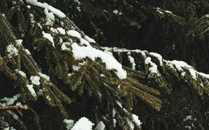 Превью обои ель, ветки, снег, деревья, зима